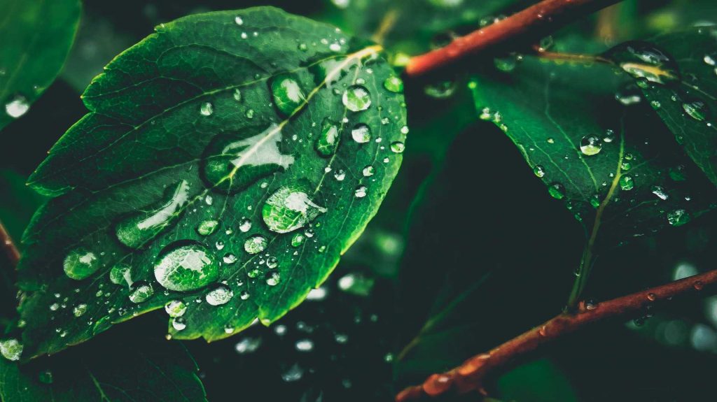 male-hani-haniyali-nuthana-raaga