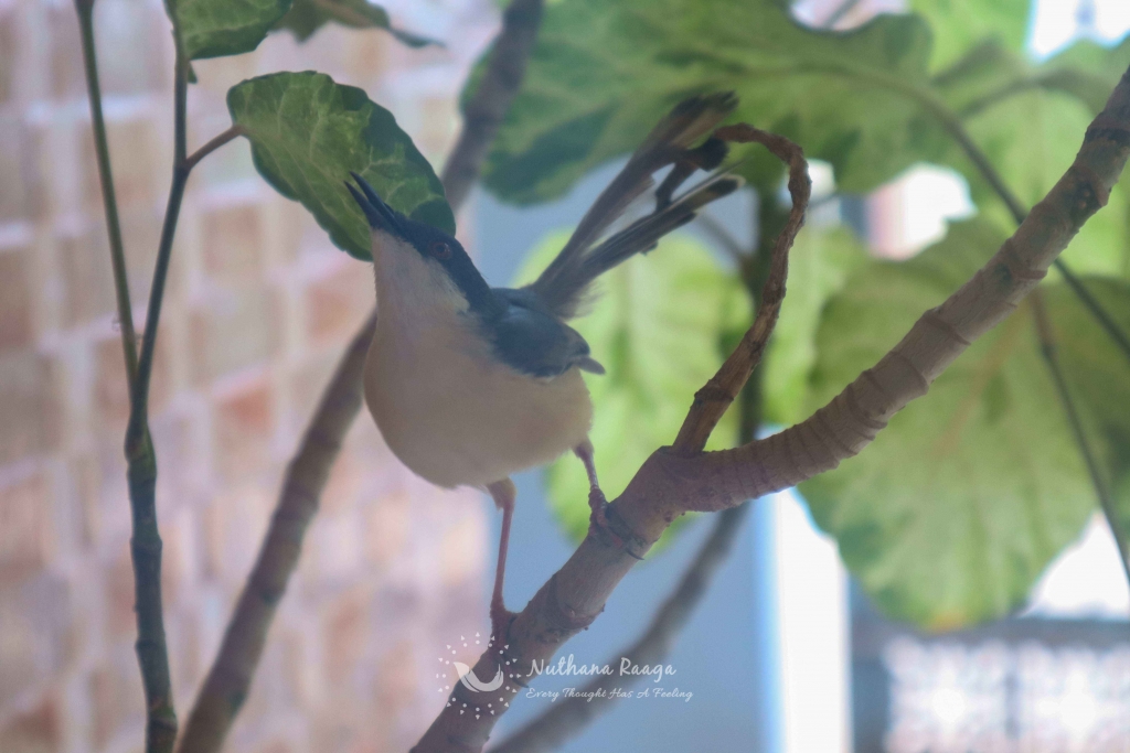 Ashy-Prinia-photos-Nuthana-raaga-photography