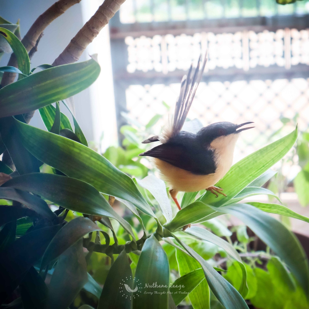 Ashy-Prinia-photos-Nuthana-raaga-photography