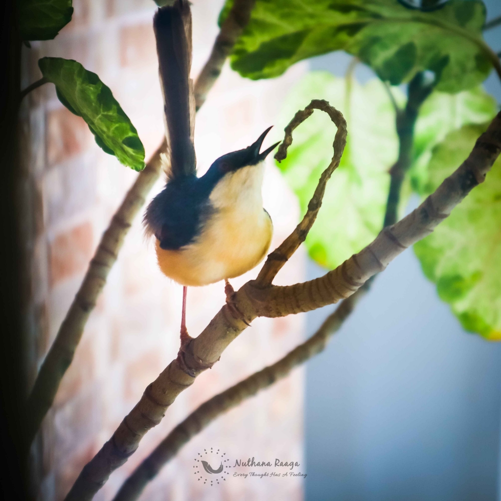 Ashy-Prinia-photos-Nuthana-raaga-photography