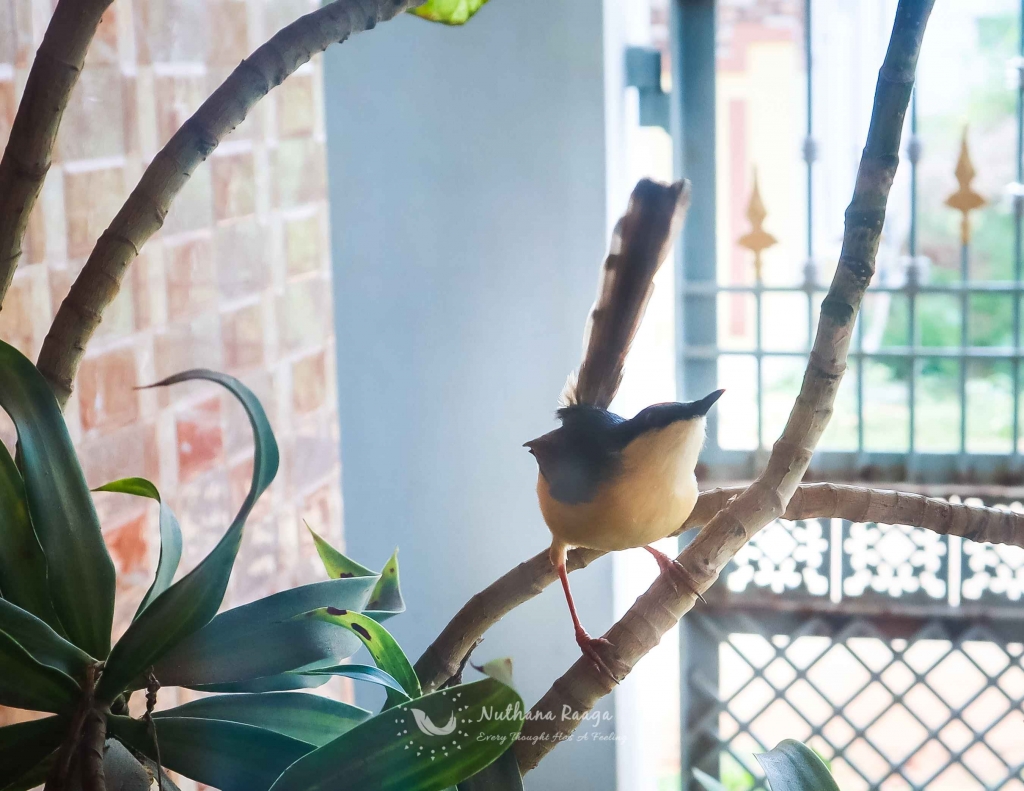 Ashy-Prinia-photos-Nuthana-raaga-photography