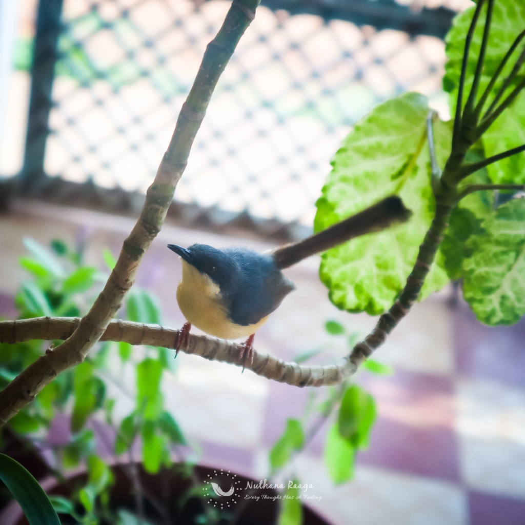 Ashy-Prinia-photos-Nuthana-raaga-photography