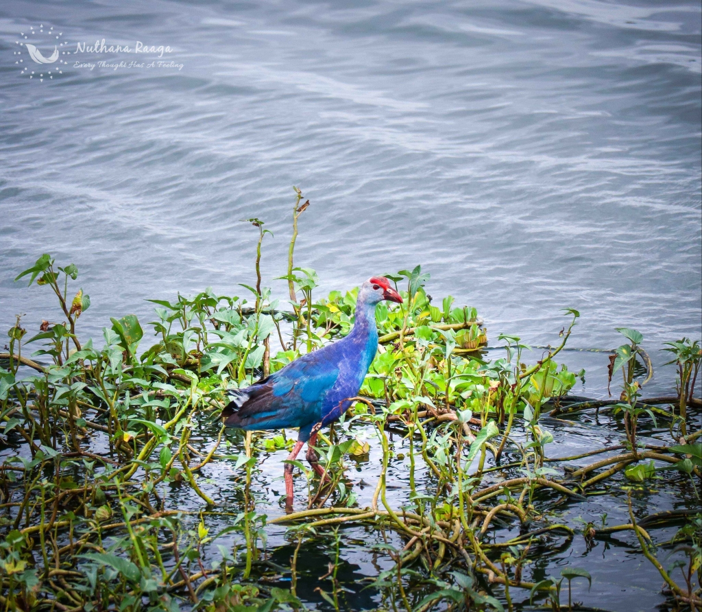 Australasian-Swamphen-photos-Nuthana-raaga-photography