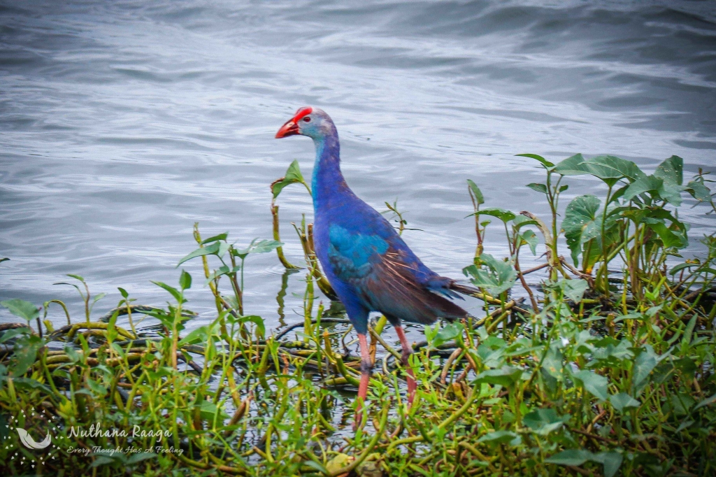 Australasian-Swamphen-photos-Nuthana-raaga-photography