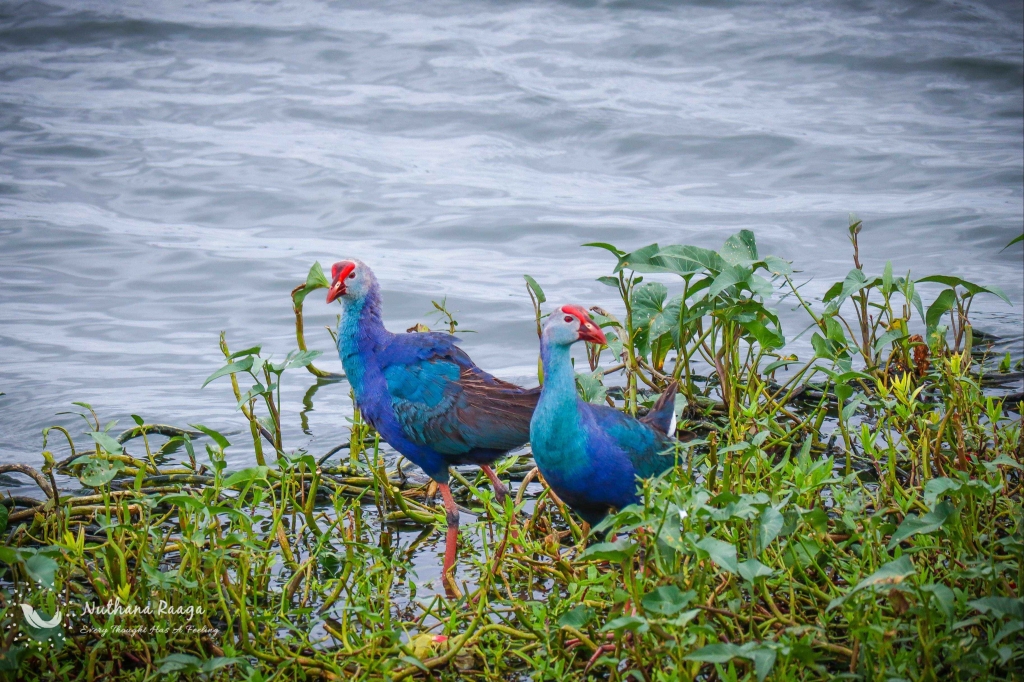 Australasian-Swamphen-photos-Nuthana-raaga-photography