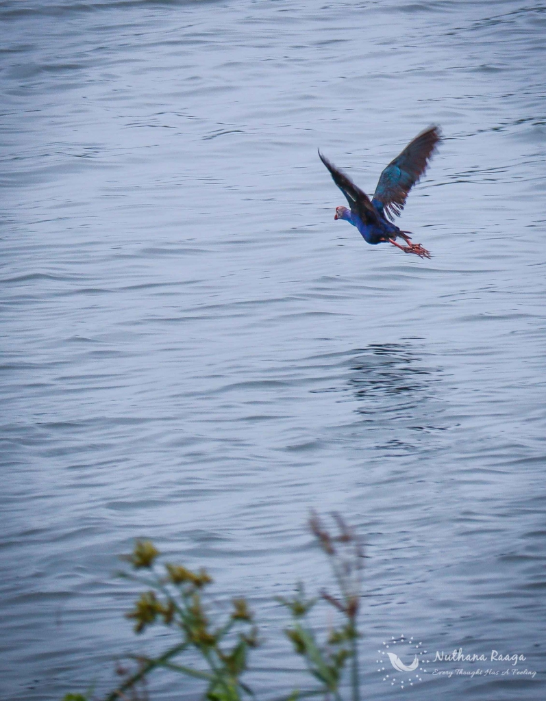 Australasian-Swamphen-photos-Nuthana-raaga-photography