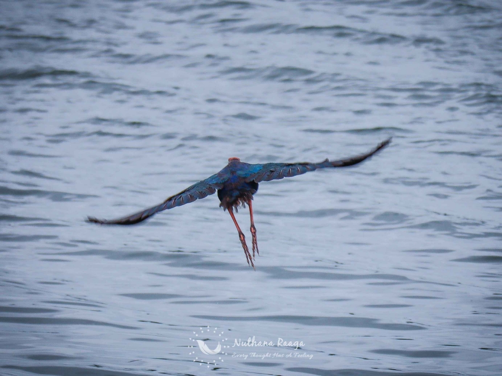 Australasian-Swamphen-photos-Nuthana-raaga-photography