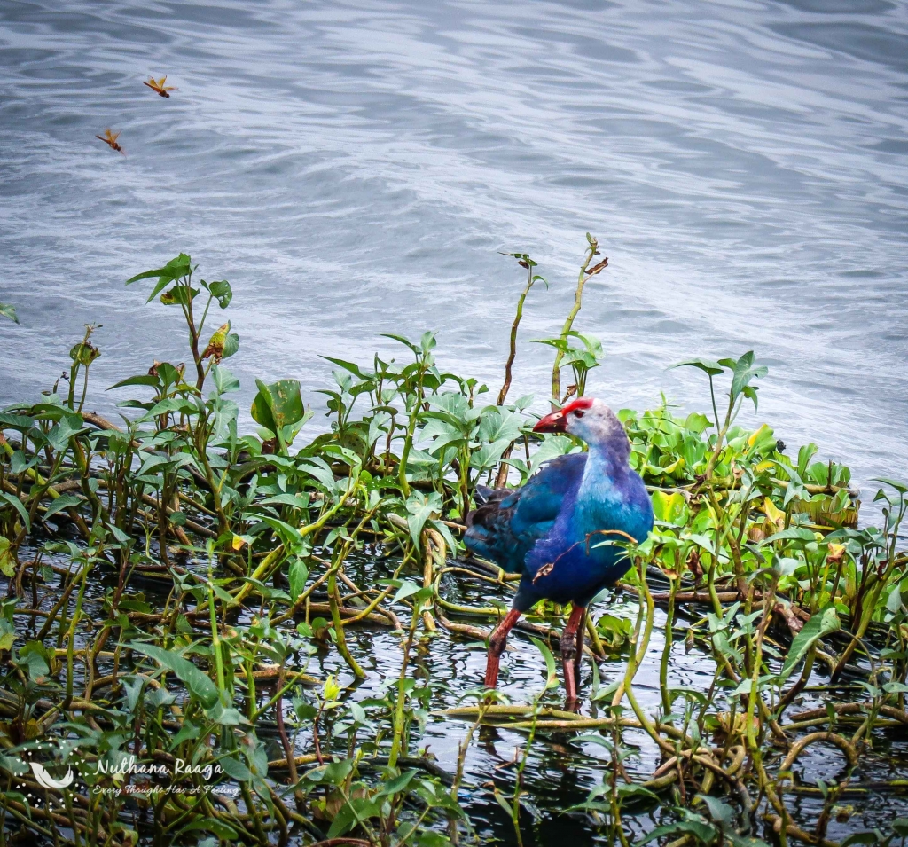 Australasian-Swamphen-photos-Nuthana-raaga-photography