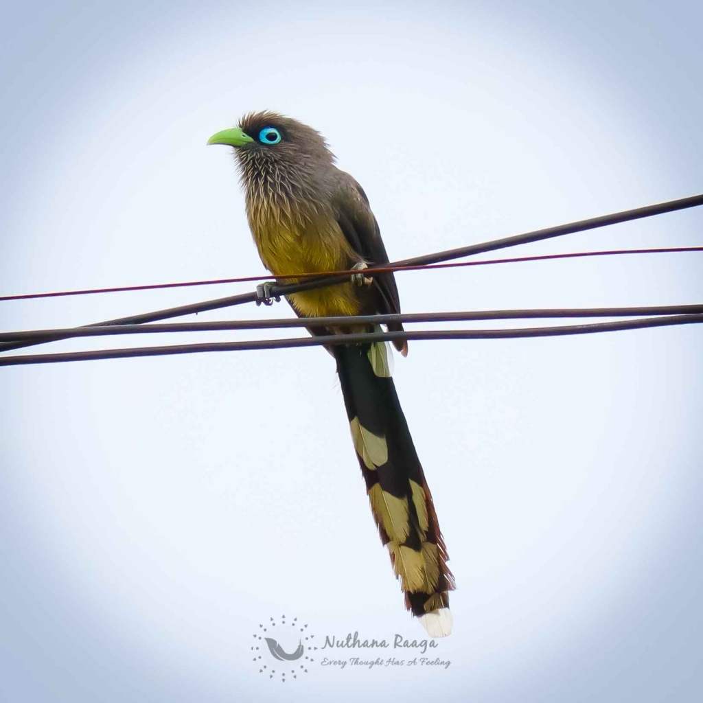 Blue-faced malkoha-photos-Nuthana-raaga-photography