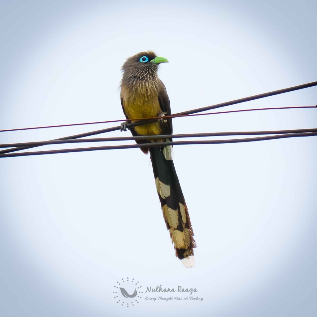 Blue-faced malkoha-photos-Nuthana-raaga-photography