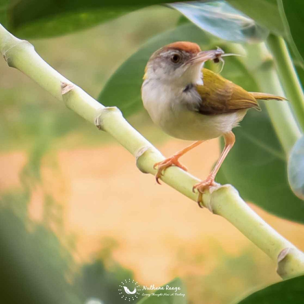 Common-tailorbird-photos-Nuthana-raaga-photography