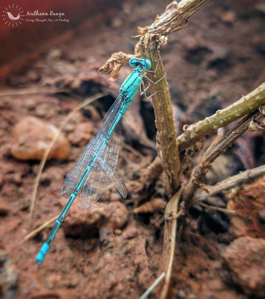 DragonFly1 DragonFly-nuthana-raaga