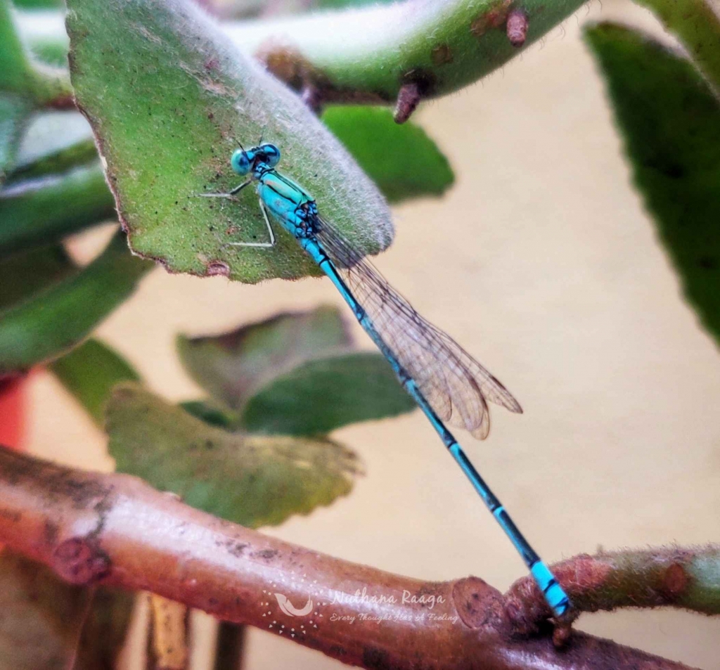 DragonFly2 DragonFly-nuthana-raaga