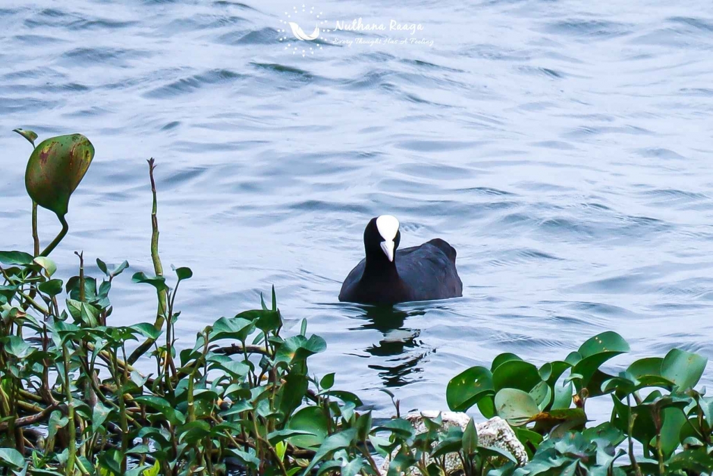 Eurasian-coot-photos-Nuthana-raaga-photography