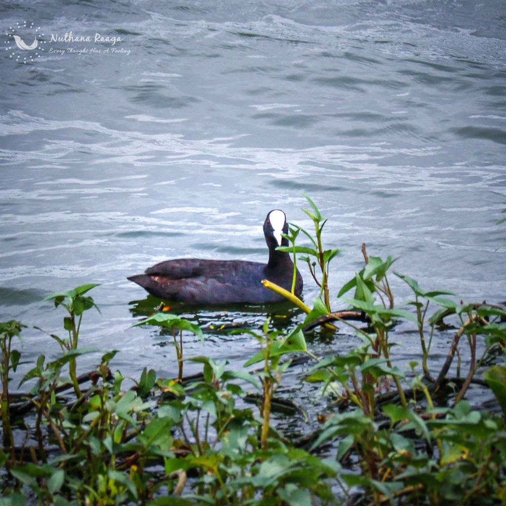 Eurasian-coot-photos-Nuthana-raaga-photography