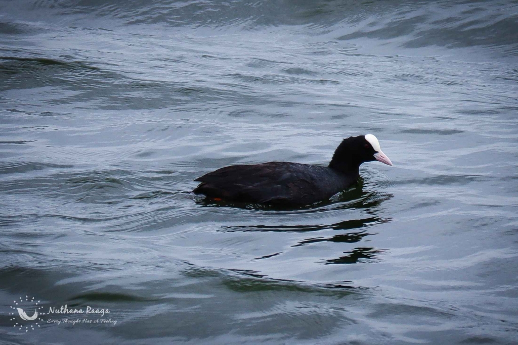 Eurasian-coot-photos-Nuthana-raaga-photography