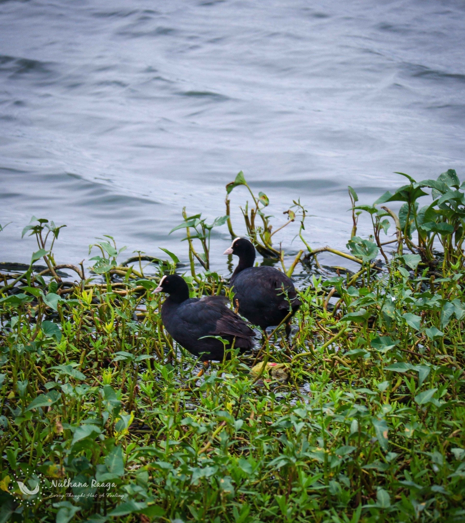 Eurasian-coot-photos-Nuthana-raaga-photography