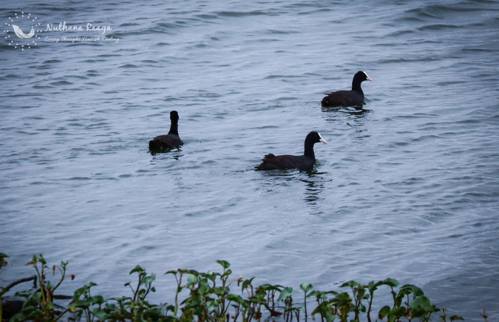 Eurasian-coot-photos-Nuthana-raaga-photography