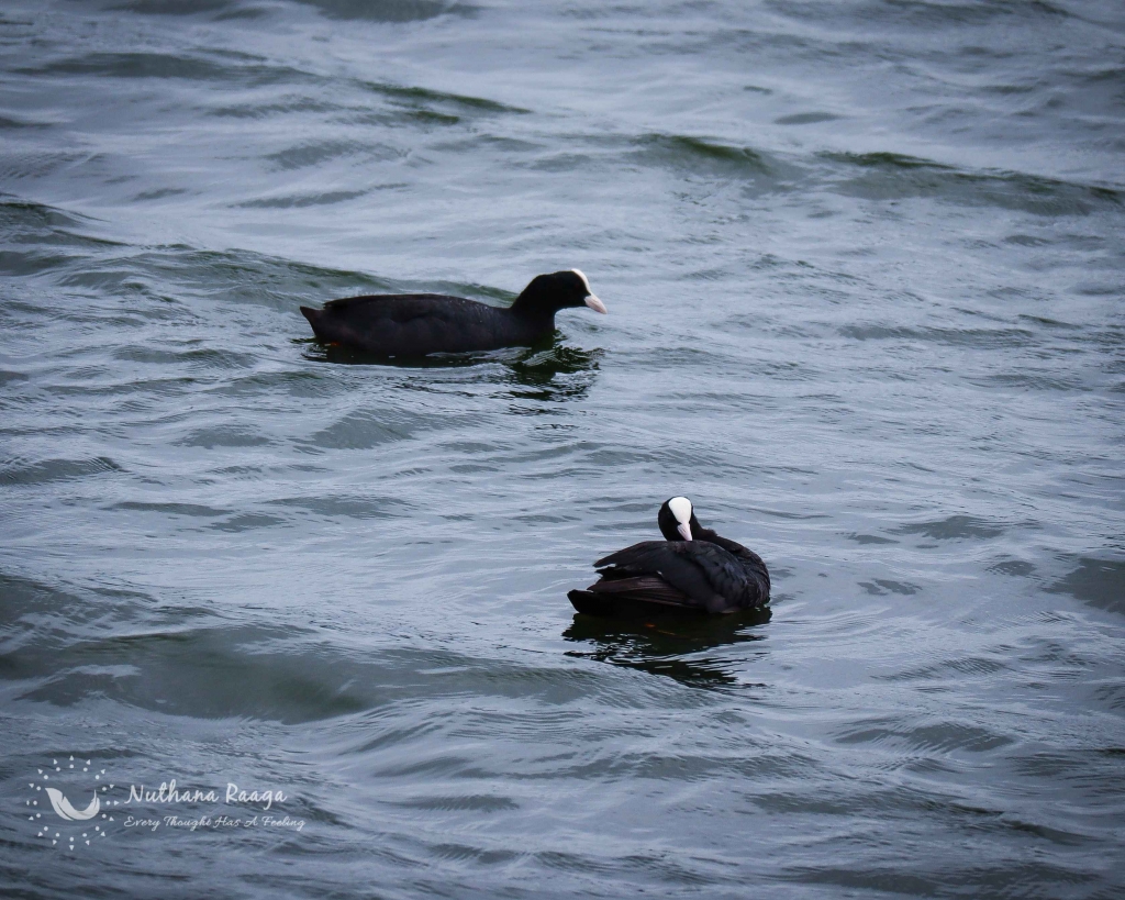 Eurasian-coot-photos-Nuthana-raaga-photography