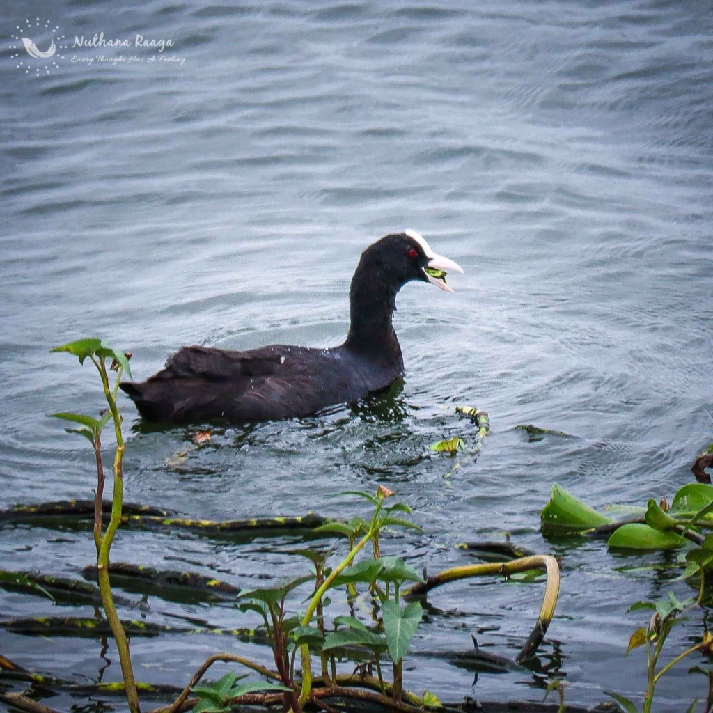 Eurasian-coot-photos-Nuthana-raaga-photography