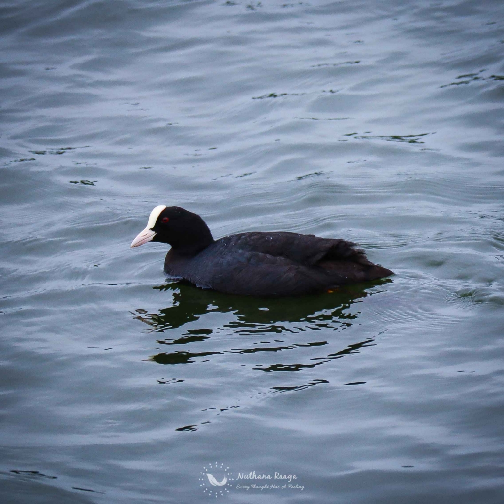 Eurasian-coot-photos-Nuthana-raaga-photography