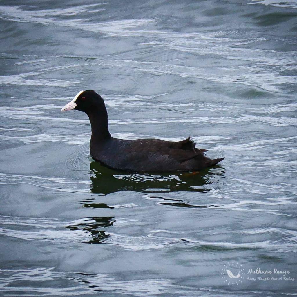 Eurasian-coot-photos-Nuthana-raaga-photography