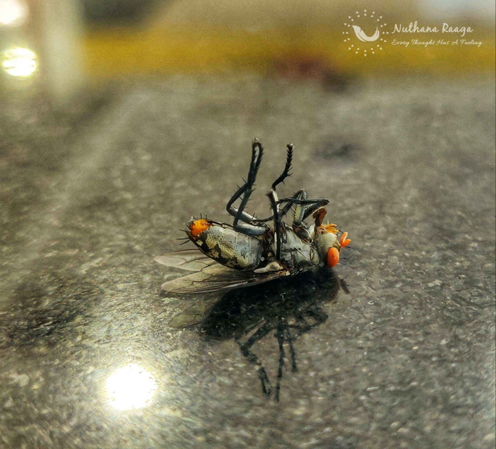 Flesh fly Flesh-fly-nuthana-raaga