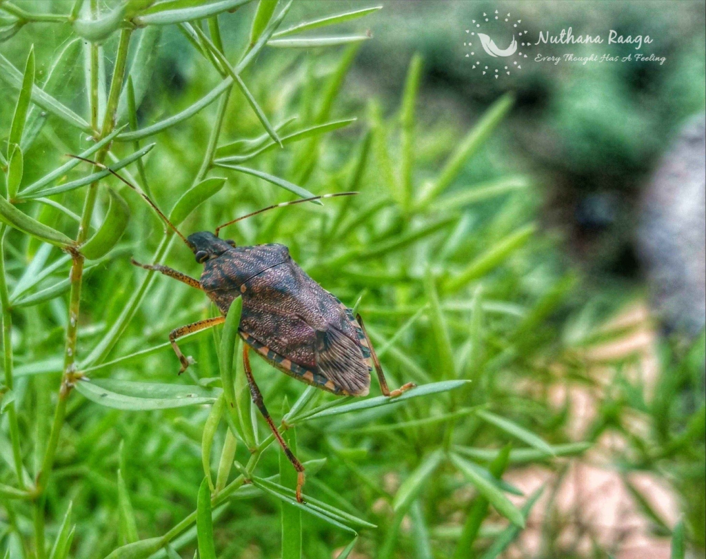 Forest Bug (1) Forest-Bug-nuthana-raaga