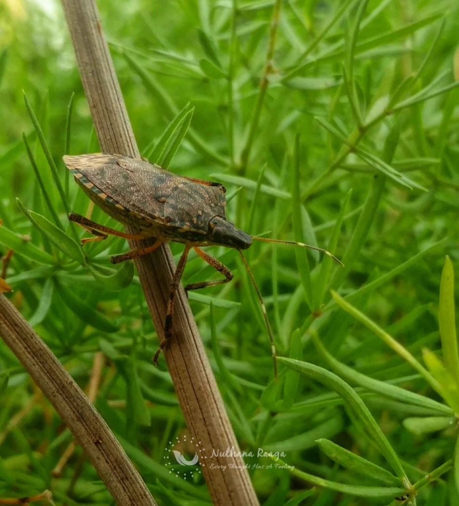 Forest Bug (2) Forest-Bug-nuthana-raaga