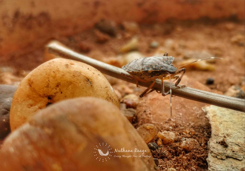 Forest Bug (3) Forest-Bug-nuthana-raaga