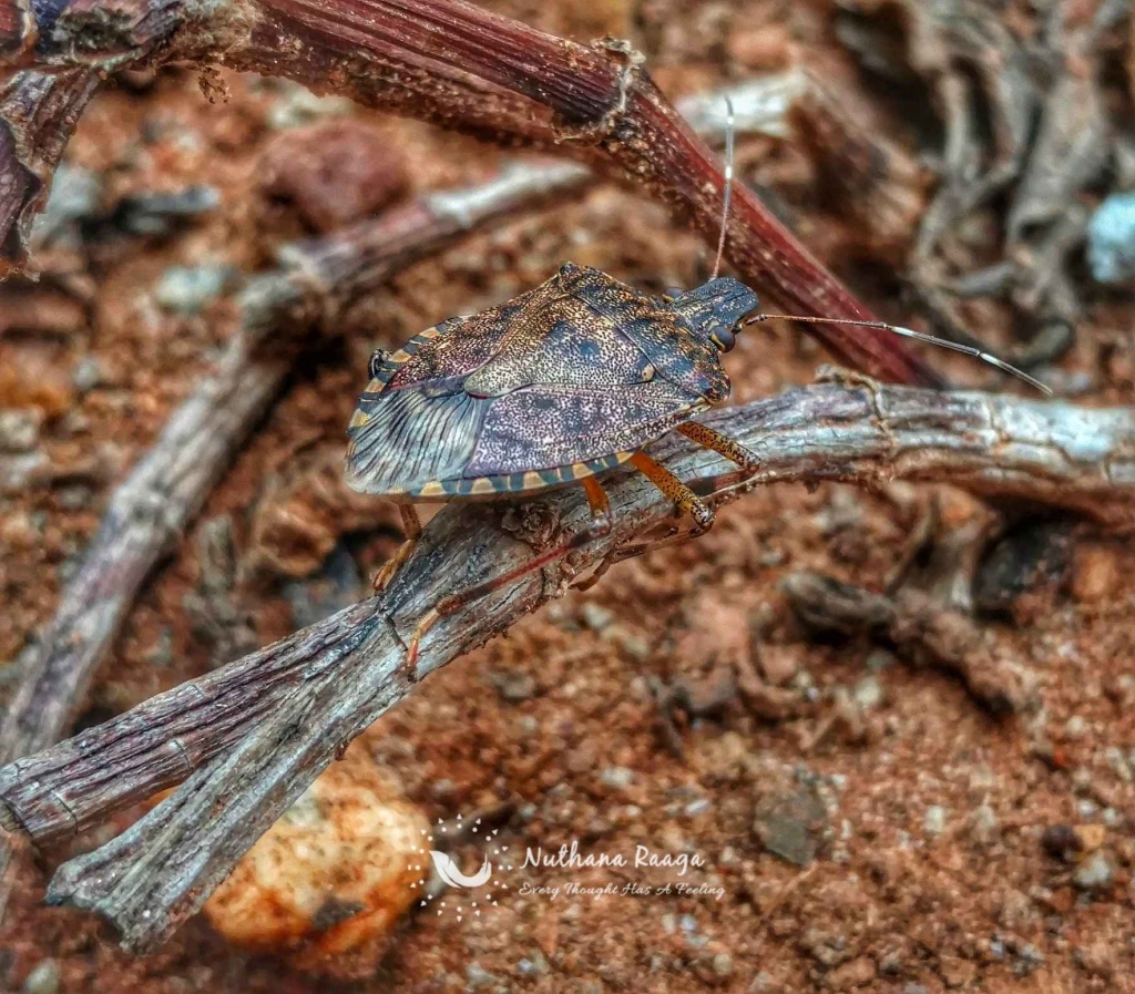 Forest Bug (4) Forest-Bug-nuthana-raaga