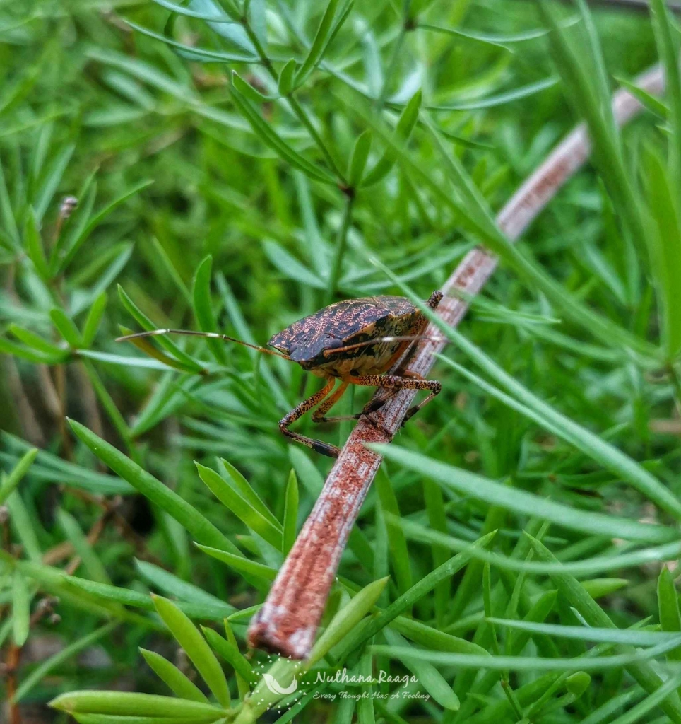 Forest Bug (5) Forest-Bug-nuthana-raaga