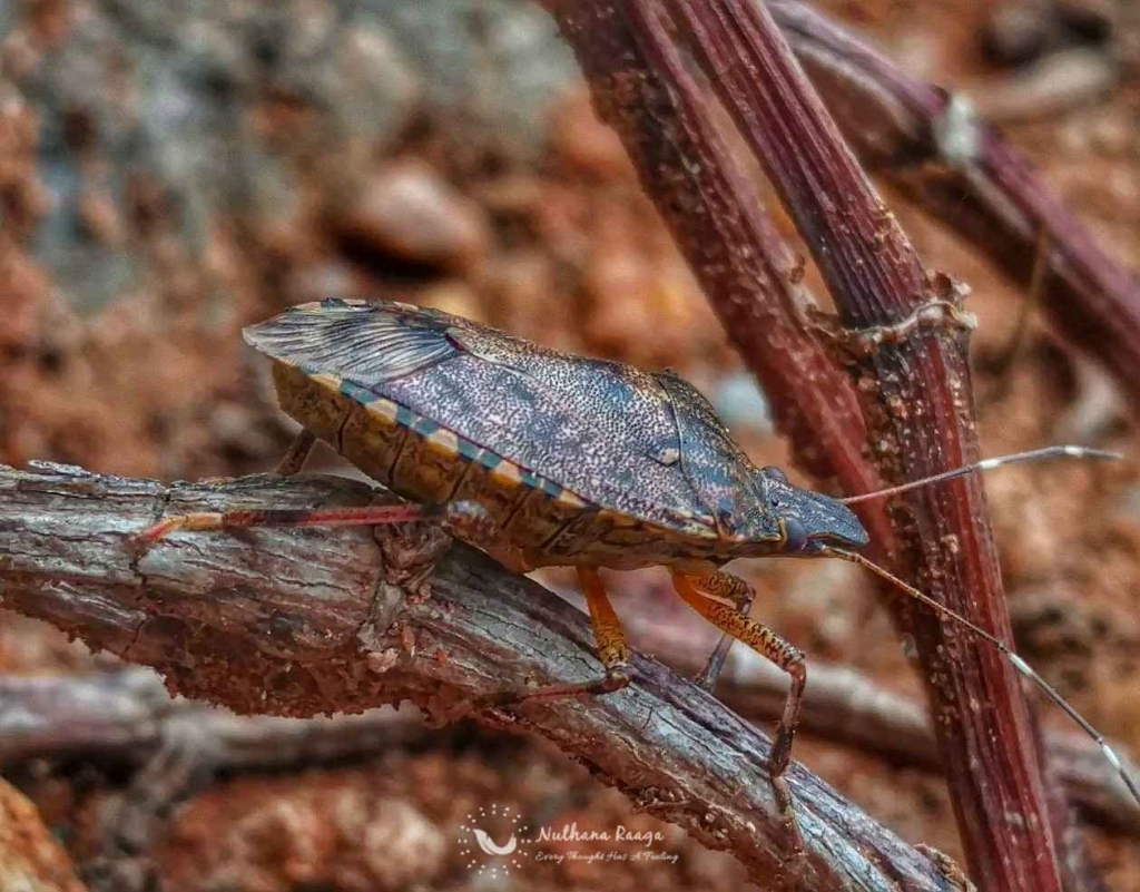 Forest Bug (6) Forest-Bug-nuthana-raaga