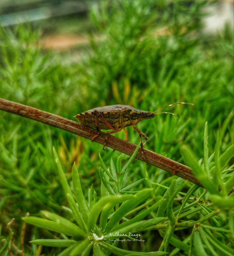 Forest Bug (7) Forest-Bug-nuthana-raaga