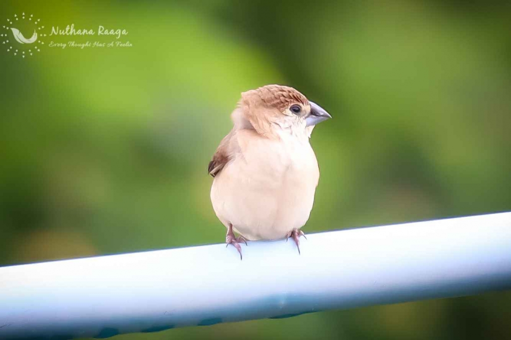 Indian-silverbill-photos