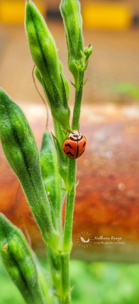 Ladybird beetle Ladybird-beetle-nuthana-raaga