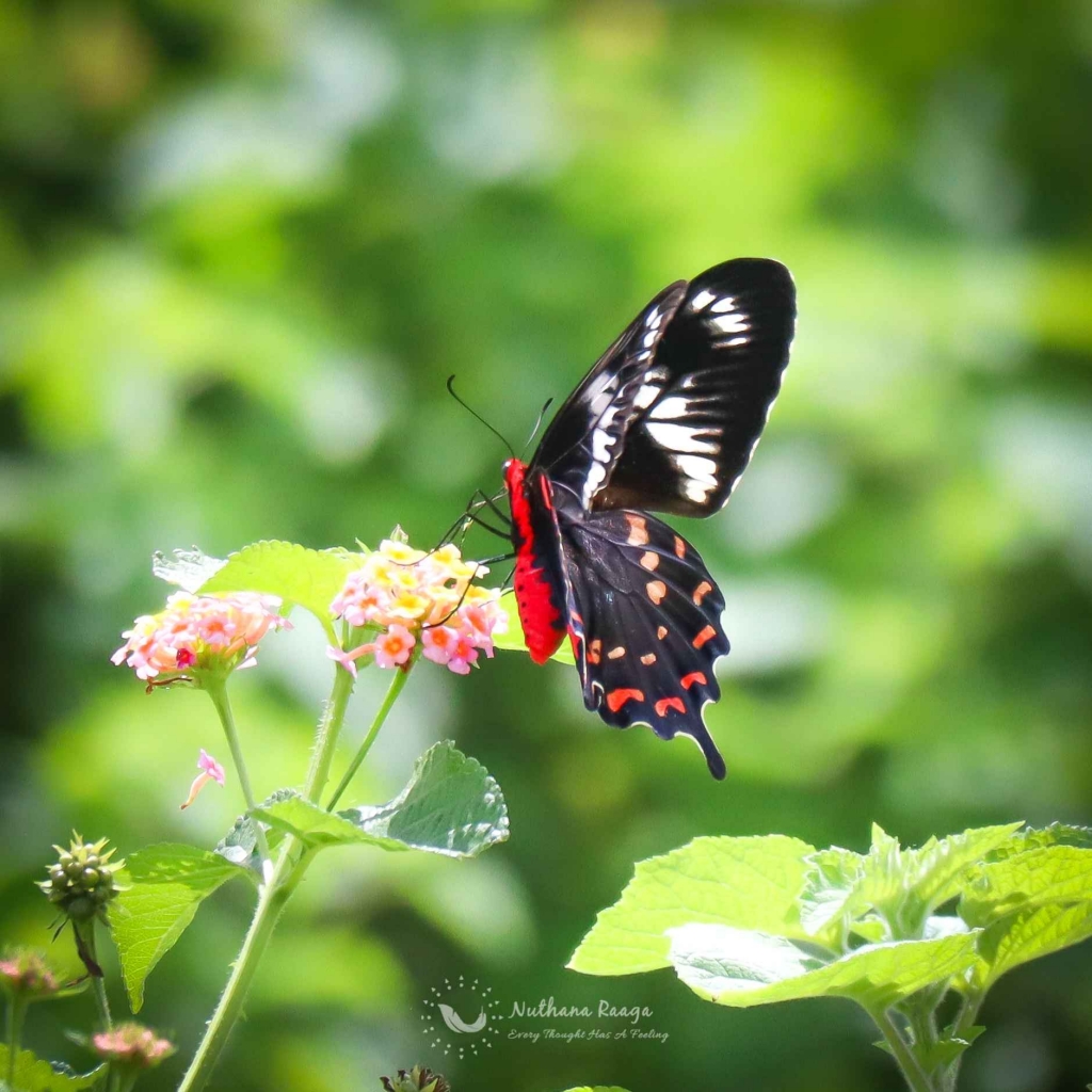 Parides-photinus-nuthana-raaga