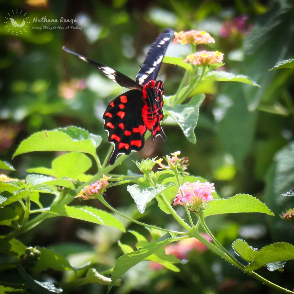 Butterfly-photos-nuthana-raaga