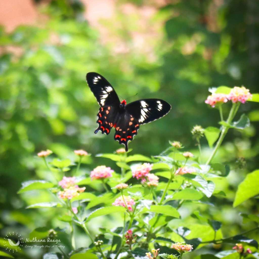 Butterfly-photos-nuthana-raaga