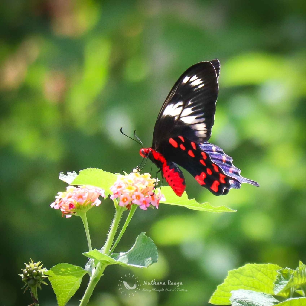 Butterfly-photos-nuthana-raaga