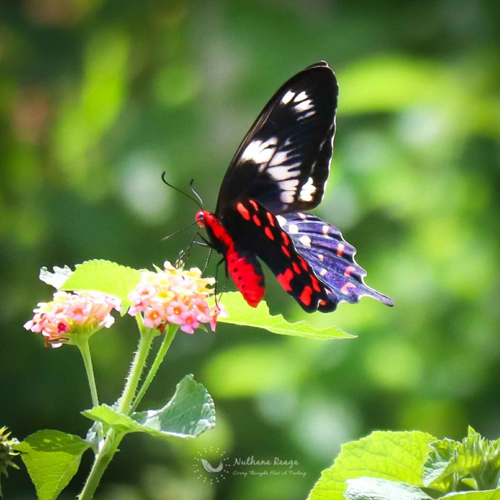 Butterfly-photos-nuthana-raaga