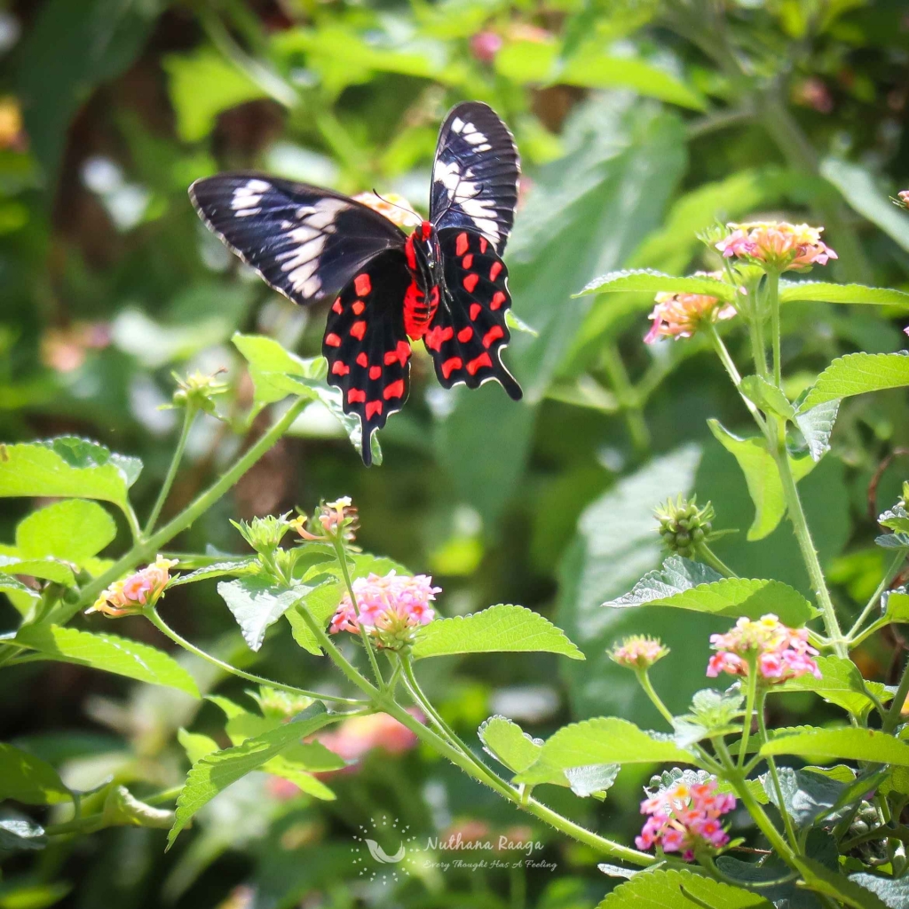 Butterfly-photos-nuthana-raaga