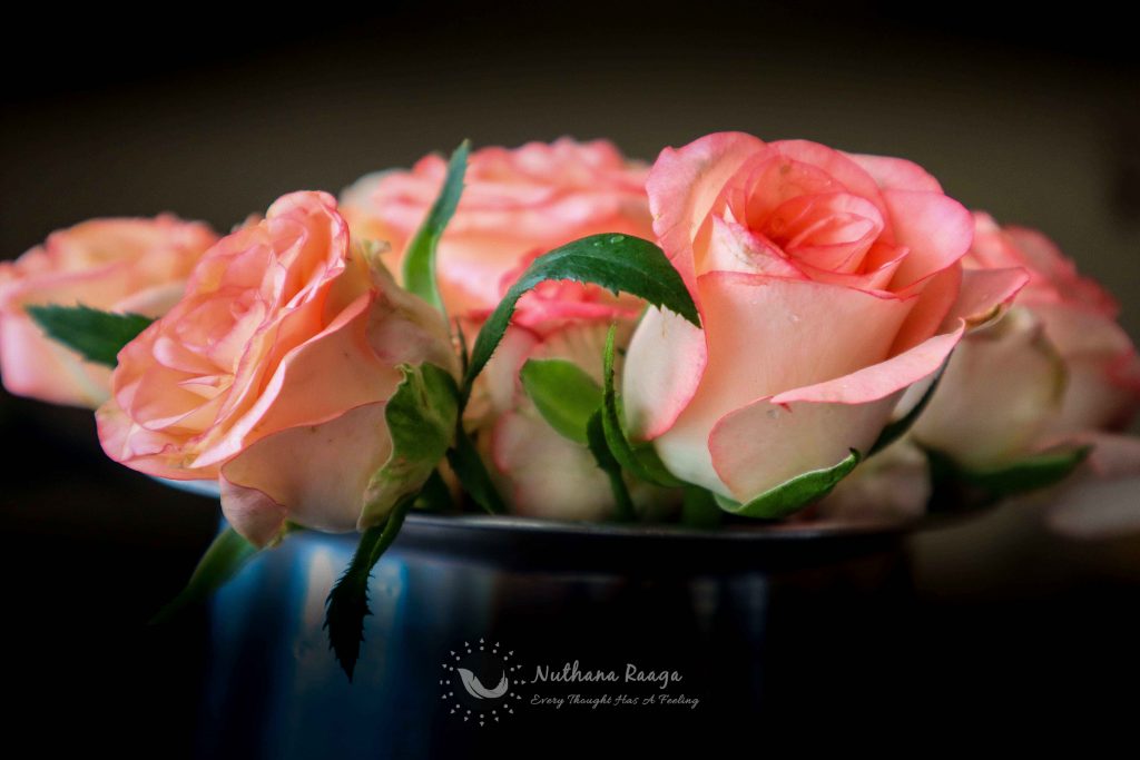 Roses-photos