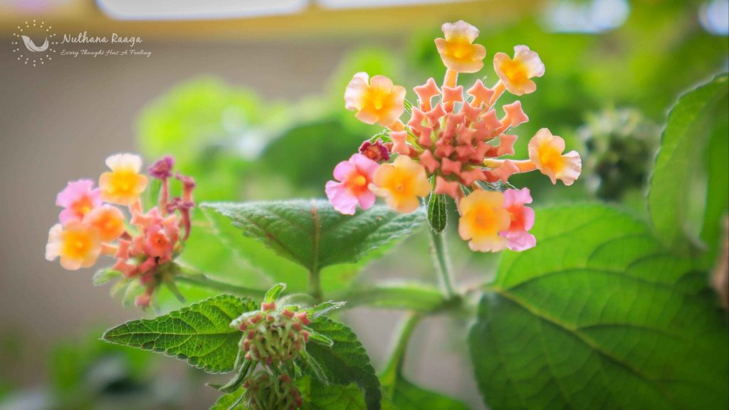 Lantanas-flower-photos