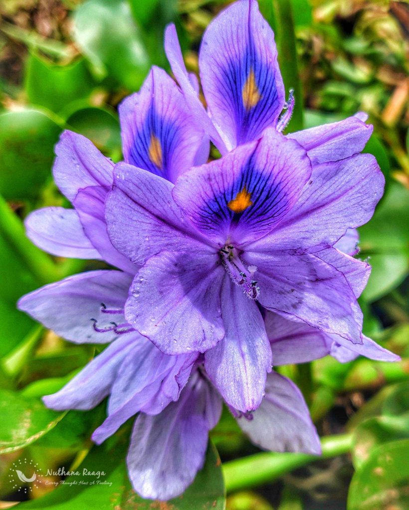 Water-hyacinth-photos