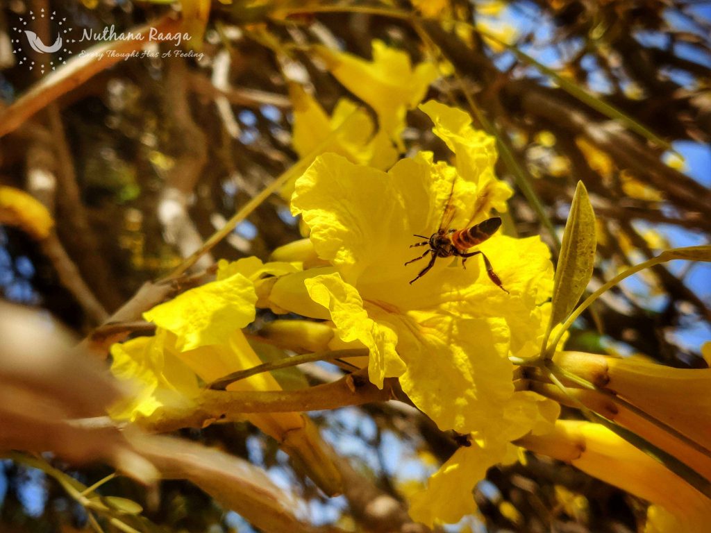 Handroanthus-flower-photos