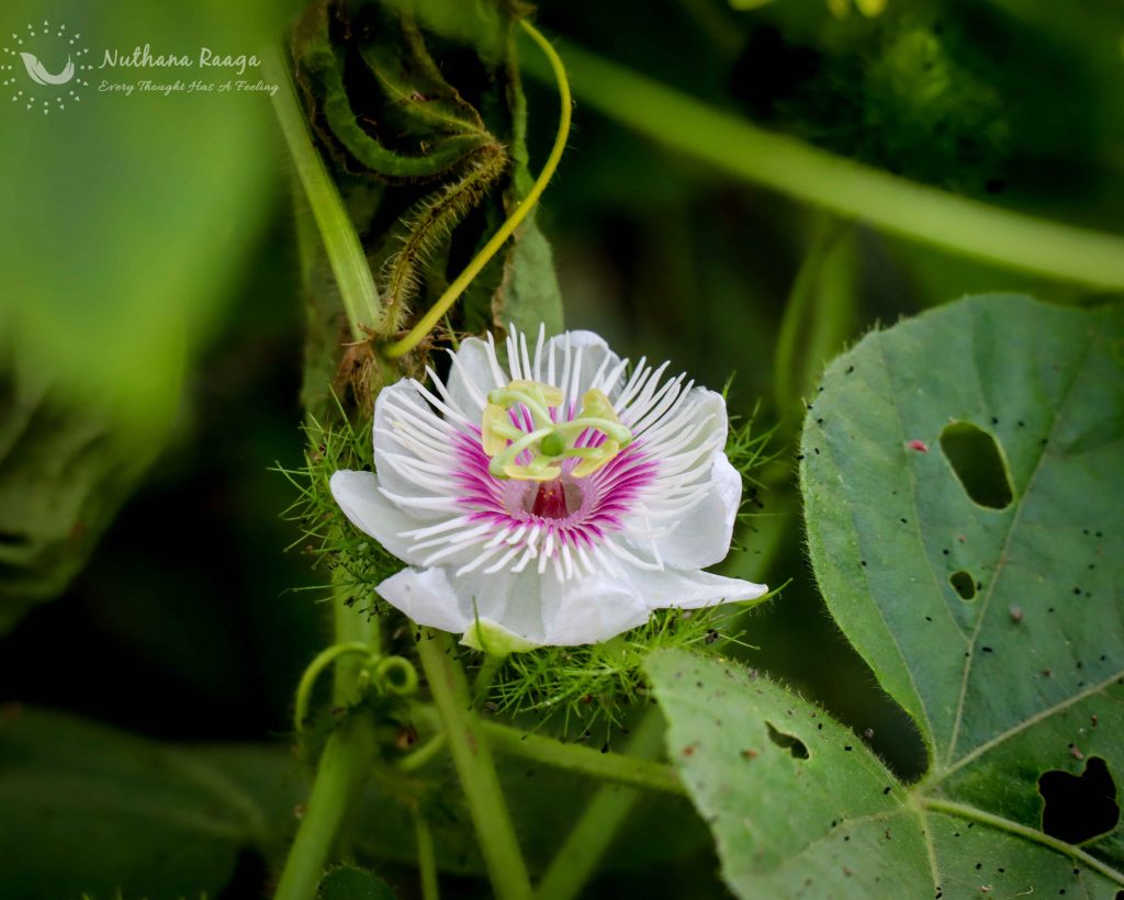 Passion-flowers-photos