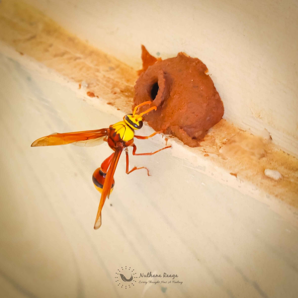 Potter wasps Potter-wasps-nuthana-raaga