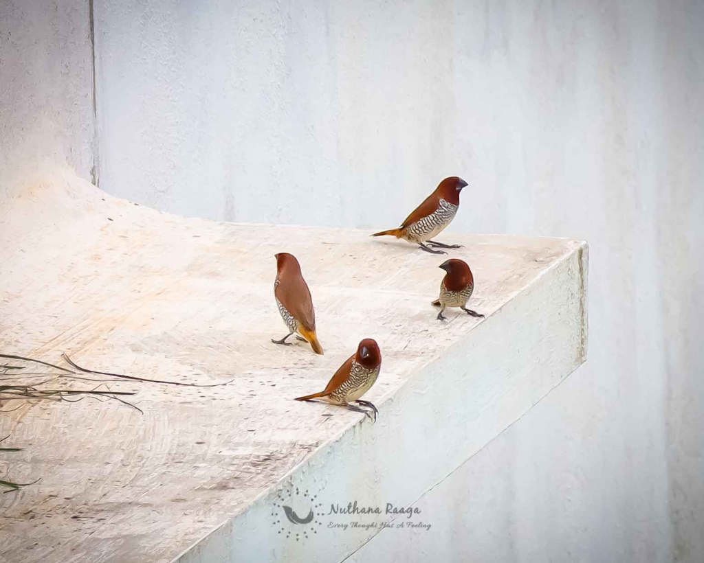 Scaly-Breasted-Munia-photos-nuthana-raaga