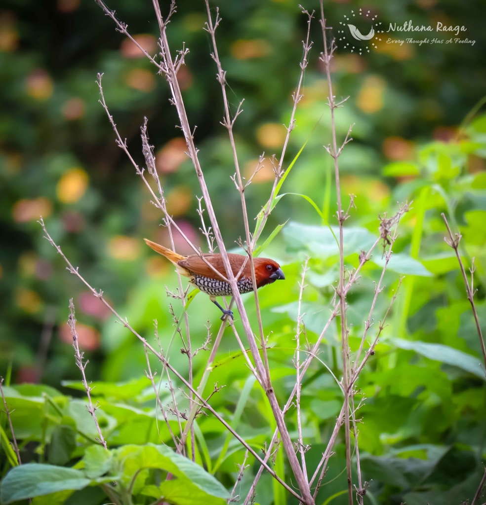 Scaly-Breasted-Munia-photos-nuthana-raaga